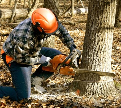 Tree Removal in Fairdale, WV